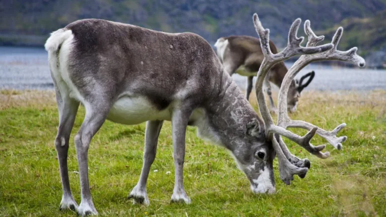 A Norwegian moose in a boreal forest, managed under the local Viltnemnda wildlife committee system.