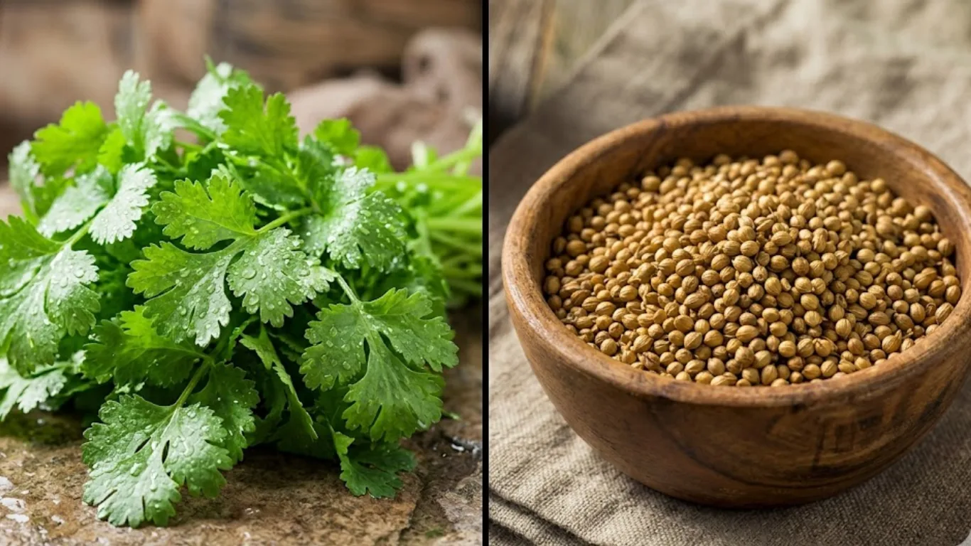Fresh green koriandri leaves beside dried coriander seeds in a rustic setting.