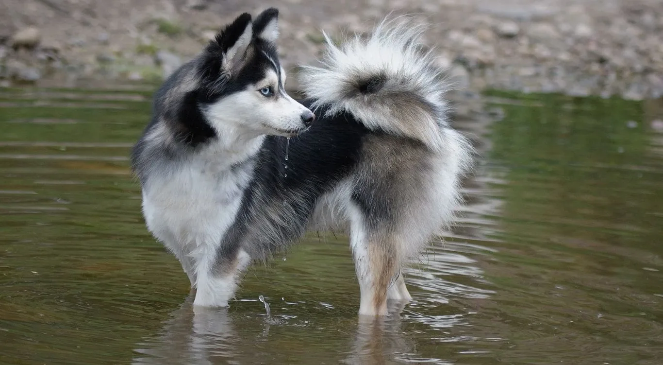 Pomerusky